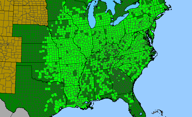 The range of Persicaria virginiana